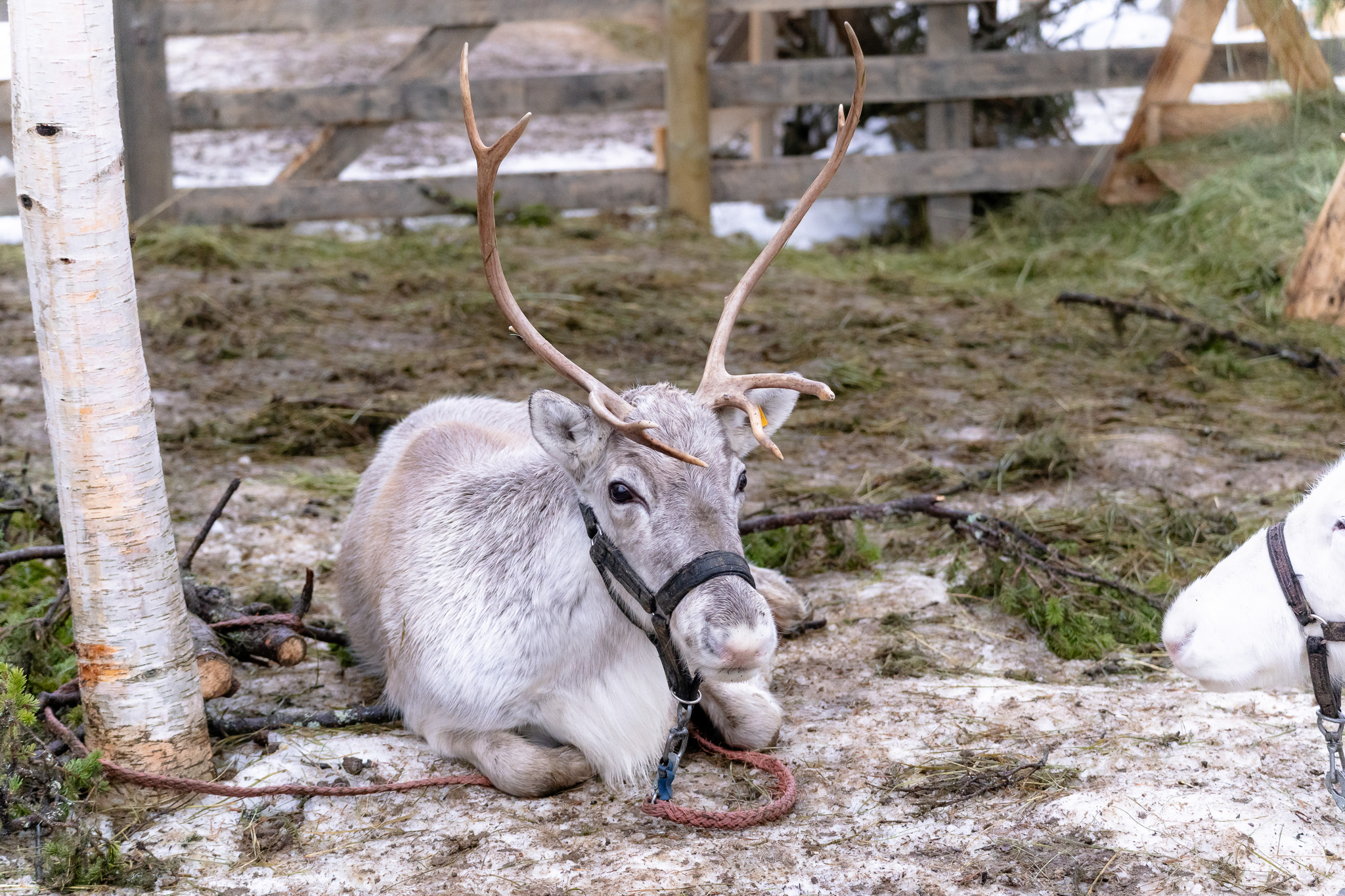 Große Säuger Vorschau