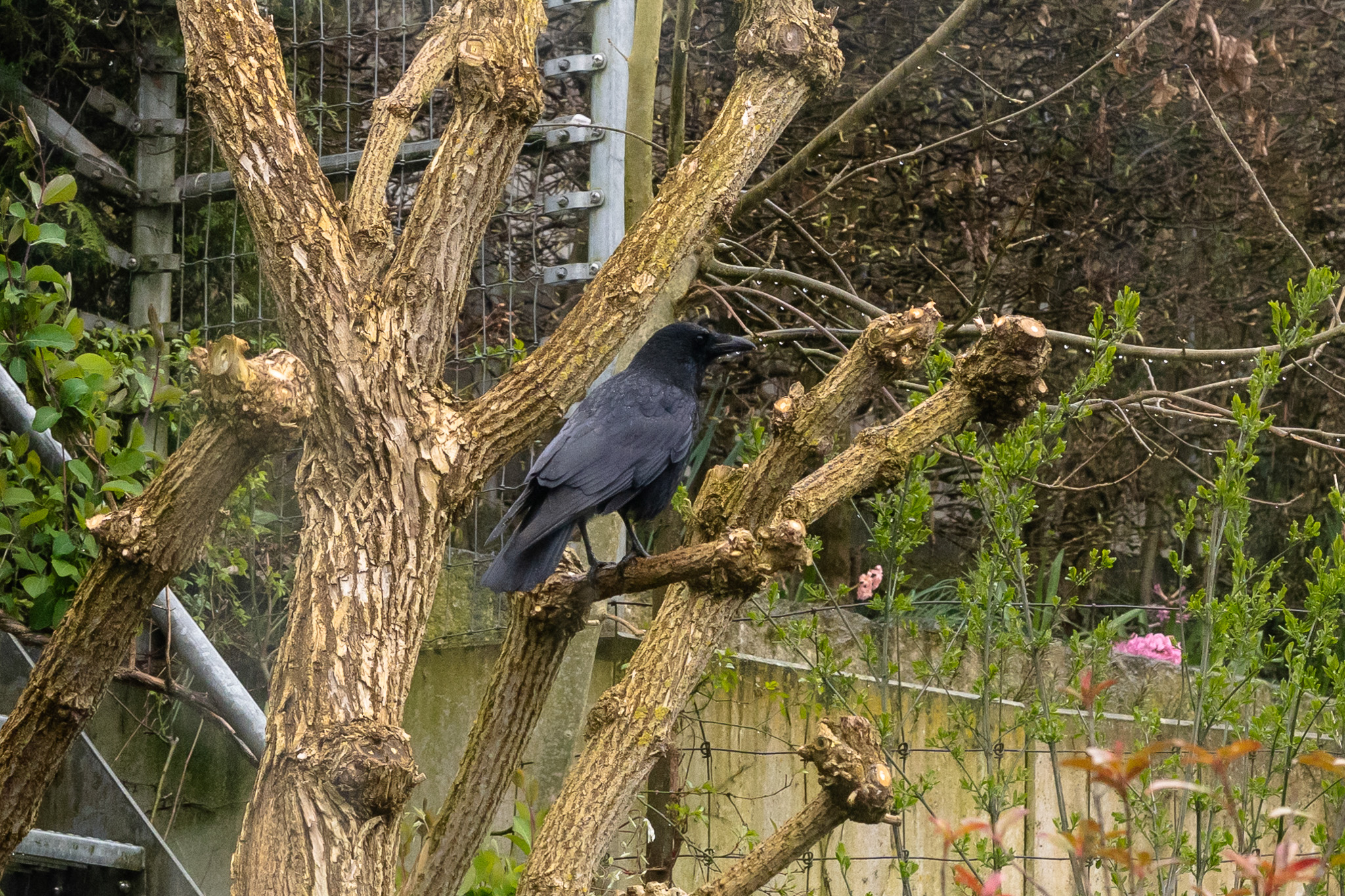 Kleine Vögel Vorschau
